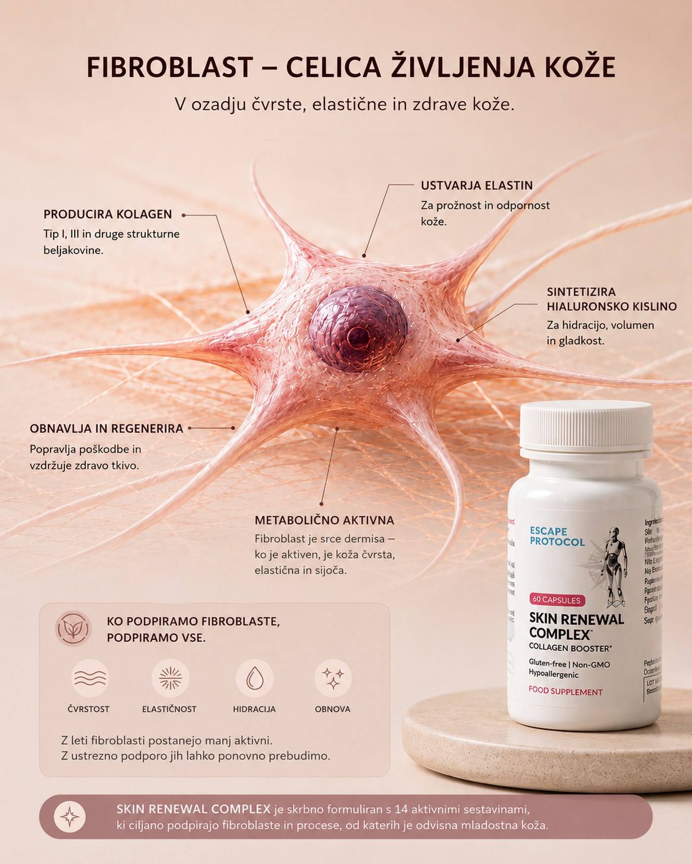 Fibroblast ilustracija